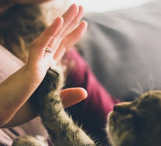 Dresser un chat, c’est possible